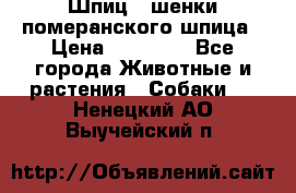 Шпиц - шенки померанского шпица › Цена ­ 20 000 - Все города Животные и растения » Собаки   . Ненецкий АО,Выучейский п.